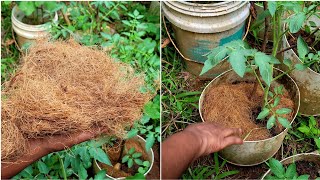 കൊടുംചൂടിൽ നിന്നും പച്ചക്കറി തൈകളെ സംരക്ഷിക്കാം|How to protect plants from heat.