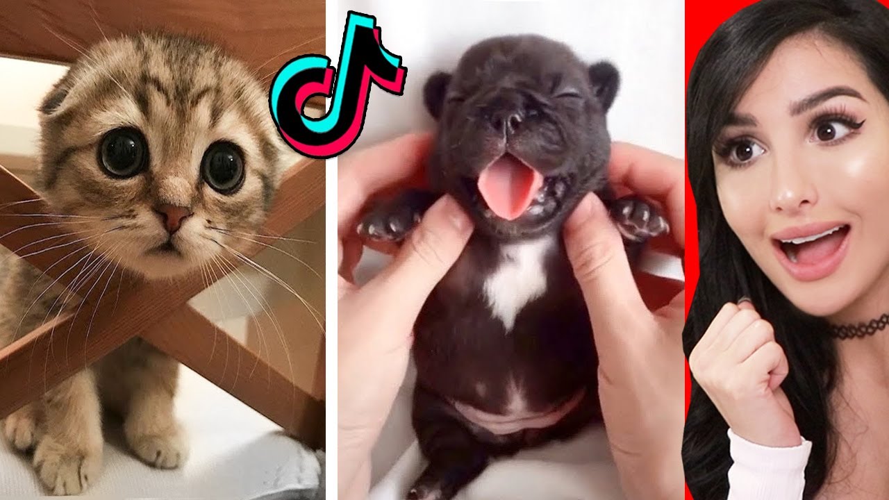 Cute Animals On Tik Tok That Will Make You Laugh - YouTube