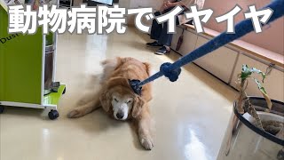 シニア犬ゴールデンレトリバー 動物病院で はあはあ A senior golden retriever refuses to get into the vet.