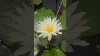 #youtube #shorts#lotus #flower