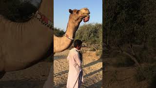 Camel