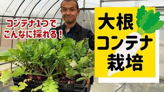 【畑がなくても大丈夫！】手ごろに作れるコンテナ栽培　タネのハシモト