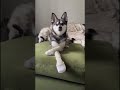 sassy mini husky models doggy crocs