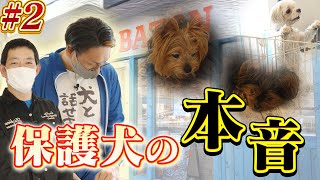 【実践】保護犬とお話してみた！