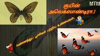 அழகிய பட்டாம் பூச்சிகள் பற்றிய உண்மைகள் l Queen Alexandira l Amazing Facts about Butterfly l Tamil l