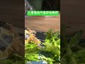 くきをたべるからあげ。 ニシヘルマンリクガメ ヘルマンリクガメ リクガメ カメ 亀 癒し 癒し動画 ペット からあげ 爬虫類 turtle testudohermanni かめ shorts cute