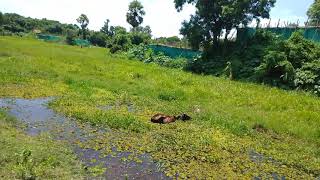 Inside the  river cow eating grass-ନଦୀ  ଭିତରେ ପାଣି ଭିତରେ କେମିତି ଚରୁଛି