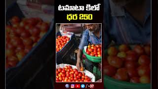 కిలో టమాటో ధర  250..| 1 KgTomato Price 250 #tomato #tomatopricetoday  #tv37 #ytshorts #shortsviral