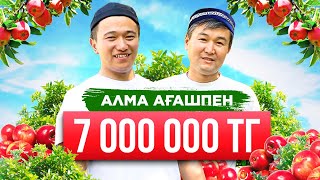 Алма өсіру технологиясы. Бір сезонда 7 000 000 теңге. Ауыл шаруашылығы. Алма бағы.