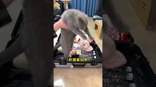 我回家过下年，你们帮我看安生几天！#猫咪#过年的留守猫咪