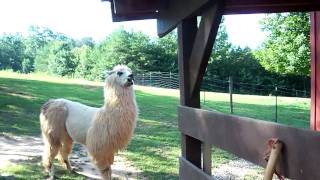 7-17- 2011 Boy Llamas Fighting and Being Territorial