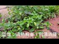 第一百四十五集：四川溝酸漿 mimulus szechuanens