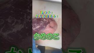 【毎日焼肉】肉なのにカメ？ 色んな部位名             #food