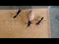 fierce ant vs natural enemy antlion no sand