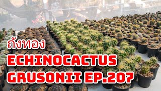 ถังทอง Echinocactus grusonii EP.207