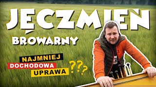 JĘCZMIEŃ BROWARNY - NAJMNIEJ DOCHODOWA UPRAWA?