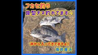 フカセ釣りで元気いっぱいのチヌ！ fishingmax芦屋店