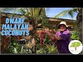 Dwarf Malayan Coconuts within arms reach