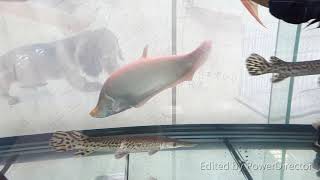 Albino Clown Knifefish/Spotted Knifefish/Clown Featherback (Chitala ornata) 白子七星飛刀/白子飛刀/白玉飛刀/白子飾妝鎧弓魚