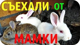 Крольчатам месяц и пора их отсаживать от крольчихи / Сельское хозяйство /