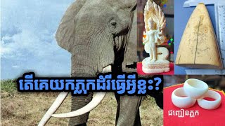 តើភ្លុកដំរីគេយកធ្វើអ្វីខ្លះ?