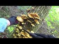 秋のキノコ狩り 第5弾！ムキタケ祭り　ブナハリタケ　アカモミタケ　シロカノシタ　mushroom picking