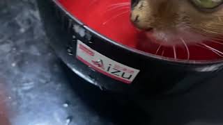 11月13日突然うちの愛猫ちっちが急死永眠してしまいました。動画は何ヶ月か前に撮った最後の動画になってしまいました。突然の事でまだ信じられません。