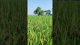 সোনালী ফসল🌾