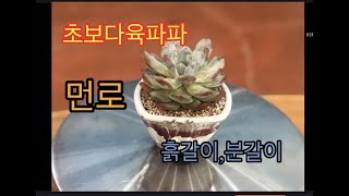 🌵💥초보다육파파_먼로_Echeveria cv Laulindsayana 흙갈이💥🌵