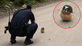 Try Not to DIE LAUGHING at These Funniest ANIMAL Encounters with Cops 🤣