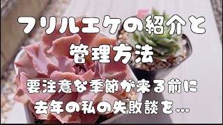 『多肉植物』フリルエケの紹介と育て方♬