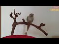 conures screaming how loud are parrot sounds 🌸please watch before adopting a conure.