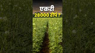 bhendi lagwad एकरी २८००० रोपं आणि योग्य अंतर #bhindi #agrostar #farmingtips