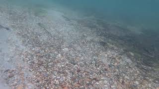 Swift River, MA underwater trout video