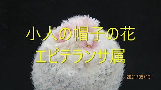 サボテンと遊ぼう　小人の帽子の花　エピテランサ属