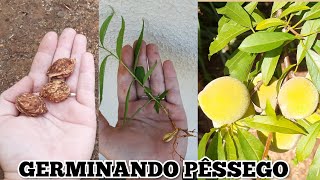 O MELHOR JEITO DE GERMINAR SEMENTE DE PÊSSEGO 🍑