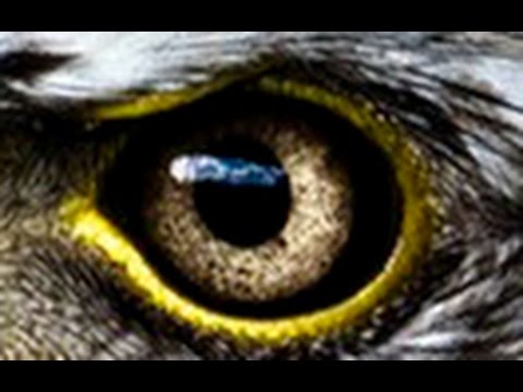 Amazing Evolution Of Eyes(Nature Documentary)HD - YouTube