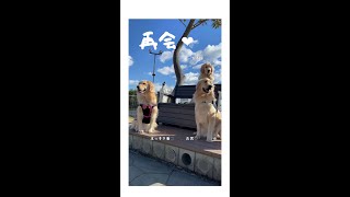 キセキ‼︎💖ゴールデンレトリバーの兄妹犬🐶見つかりました！❤️ GR はな :) はななん日記♡