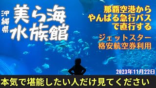 【沖縄旅行・沖縄観光】美ら海水族館・ジンベエザメ・沖縄北部・行った気分になれる【ジェットスター・格安航空券】