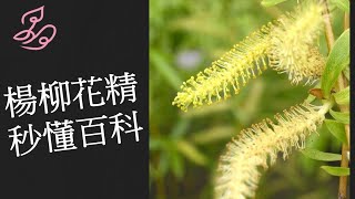 巴赫花精秒懂百科 38 楊柳花精 Willow