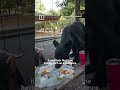 IN A MINUTE: Black bear crashes family picnic in Mexico  #shorts