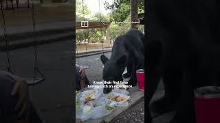 IN A MINUTE: Black bear crashes family picnic in Mexico  #shorts