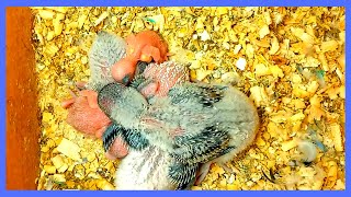 amazing Baby Budgies /Baby Budgie Hatching /Baby Parakeets's Sounds Inside Nest Box - 06 blue day 21