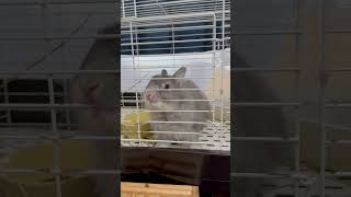 ケージから出して欲しいうさぎ/Rabbit wants to get it out of the cage.