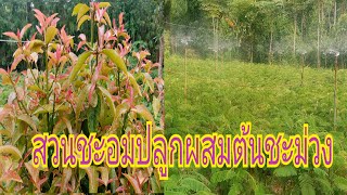 เกษตร​พอเพียง#​ปลูก​ชะอม​ร่วมกับ​ต้นชะมวง​#แม่​ตะวัน​ท​ำ​เกษตร​