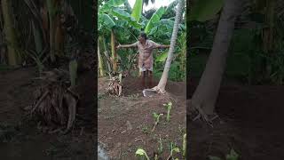 Tree Cutting Vlog | மரம் வெட்டுவது | Paddy | Rice | Rice Farming | Vjsampathvlogs | Agriculture