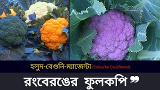 হলুদ-বেগুনি-ম্যাজেন্টা রঙের ফুলকপি চাষ | Colourful Cauliflower | ফুল কপি | Cauliflower |