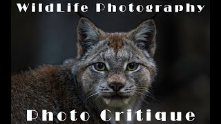 Dissecting My WILDLIFE Photography | Critiquing Your Own Images