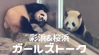 【桜浜＆彩浜 ショートコント？😂】マイペース姉妹のおもしろガールズトーク🐼 アドベンチャーワールド giantpanda