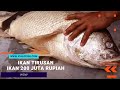 Ini Manfaat Gelembung Ikan Tirusan Yang Berharga 200 Juta Rupiah Per Kilogram